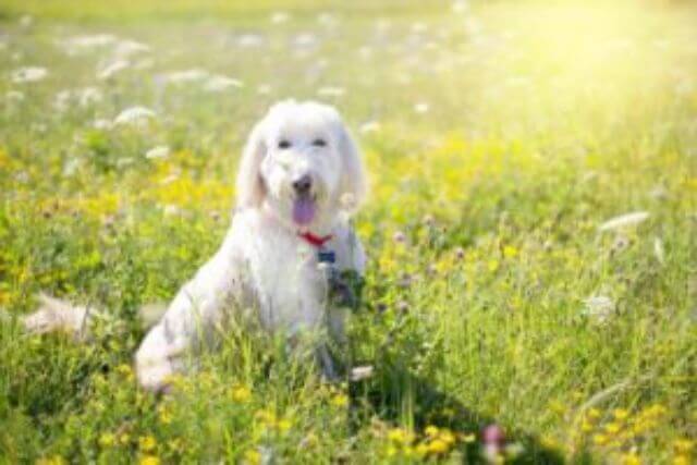 こんなこともするの？犬のブリーダーの仕事内容とは