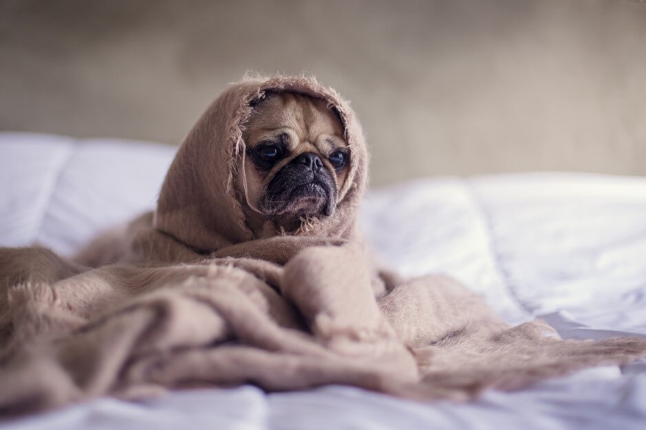 いうことを聞かないのは誰のせい？犬の問題行動の原因と飼い主の意識改革