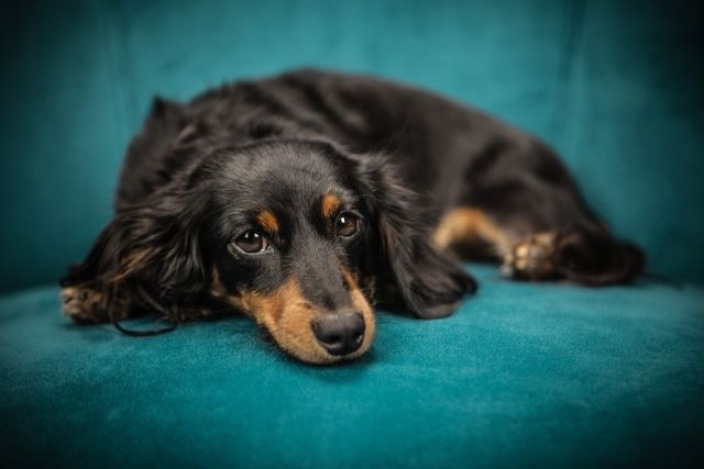 しつけはここから！犬のトイレのしつけについて