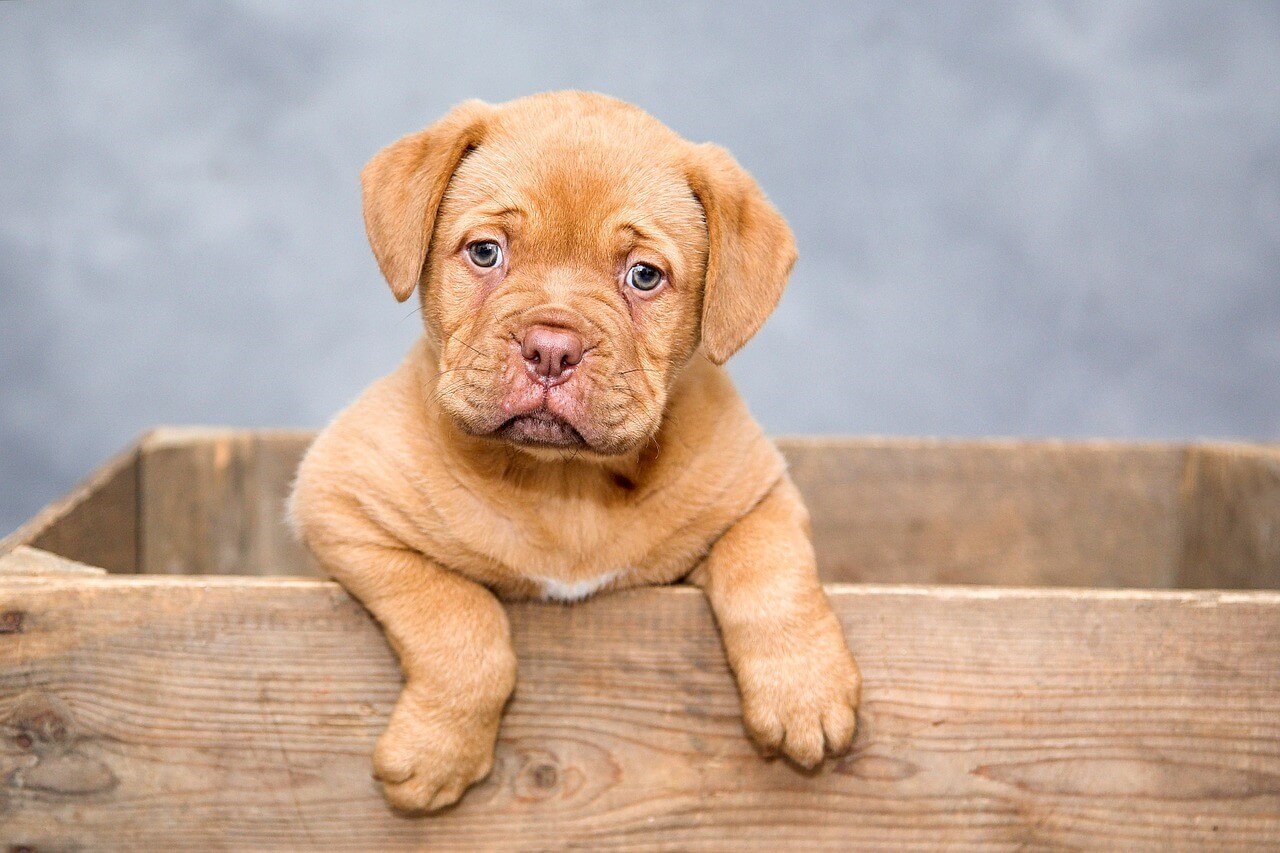 意外なことが原因だった！犬が甘噛みする理由と対策について