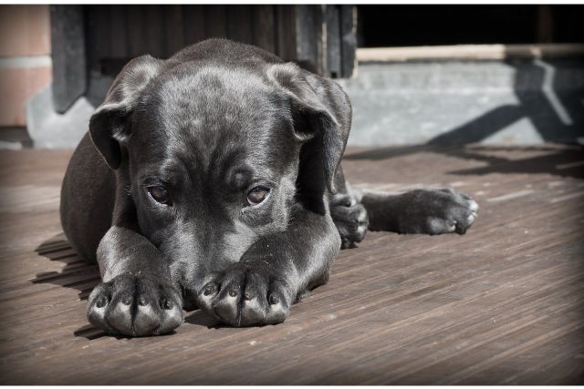 しつけに役立つ犬のマズルコントロールとは？基本知識とやり方について