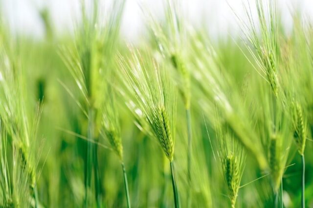 フリーカってどんな食材？食べ方やレシピについて