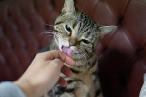 猫にもトリミングはするべき？猫のトリミングの必要性や方法について