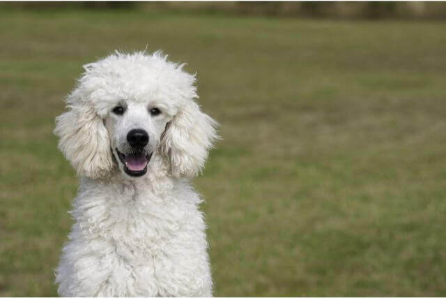 どんなものが便利？犬のバリカンの種類や特徴と選び方について