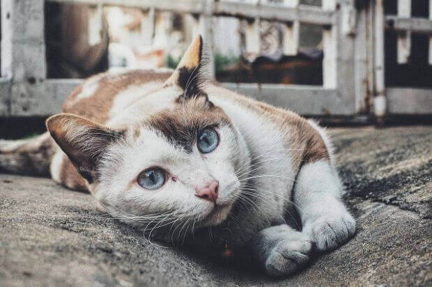 こうすれば一人でも大丈夫！猫の留守番について