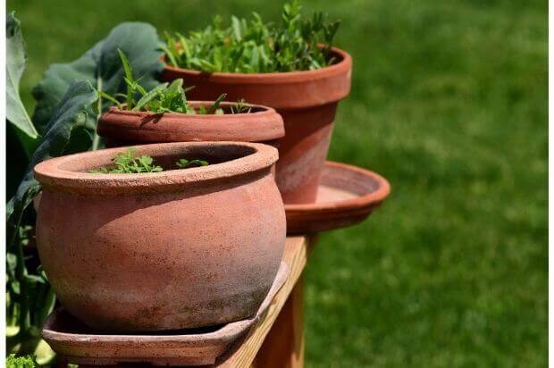 見た目もバツグン！ハーブの寄せ植え