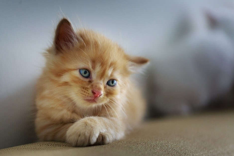 こうすれば分かる！猫の気持ちや感情による鳴き声の変化について