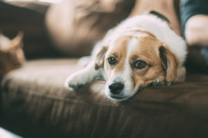 ペットの気持ちを理解するために！しぐさから分かる犬の気持ちと心理状態について