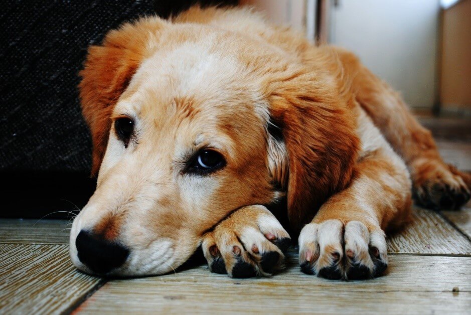 どうすればいいの？犬の分離不安症の症状と原因・対策について