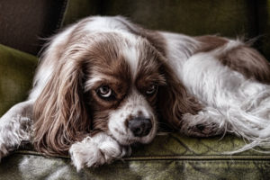 こんなトラブルに注意！ペットシッターと飼い主の間でよくあるトラブルについて