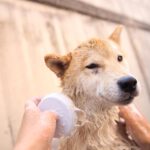 犬猫介護アドバイザーW資格取得講座