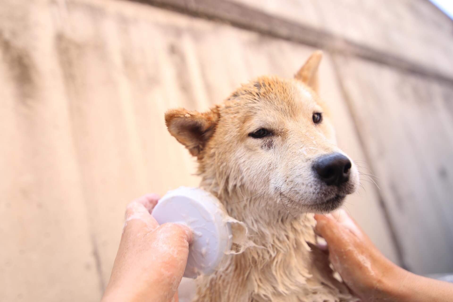 犬猫介護アドバイザー