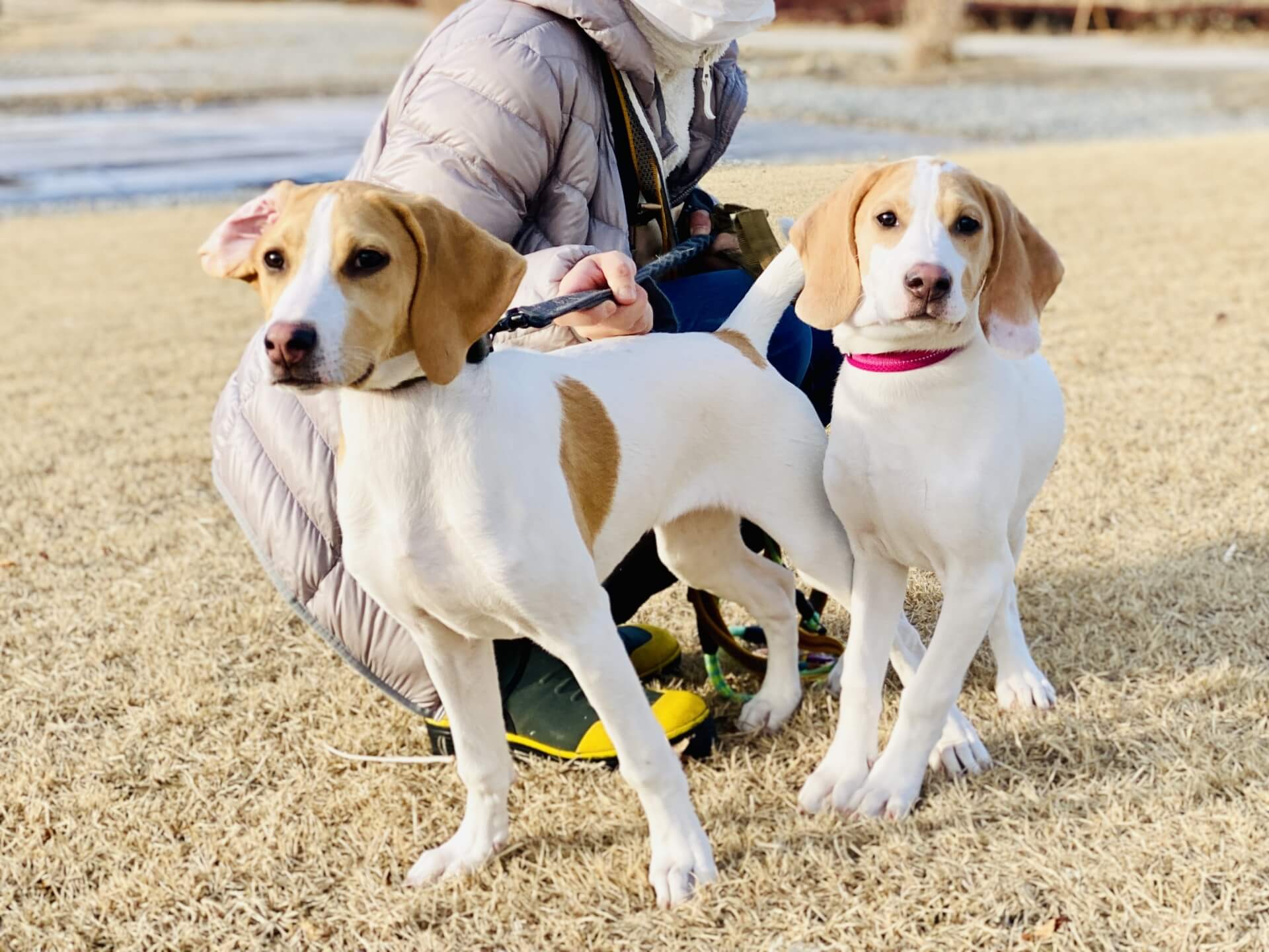 犬のしつけインストラクター