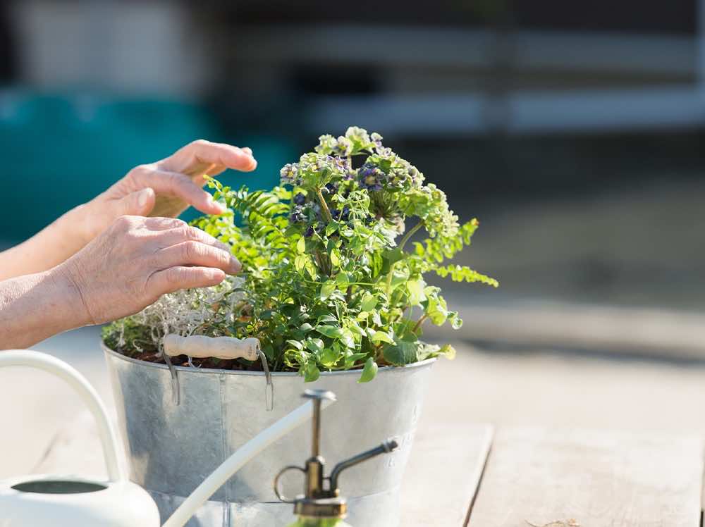 趣味として人気のベランダ菜園が学べる！資格も取れるベランダ菜園講座！