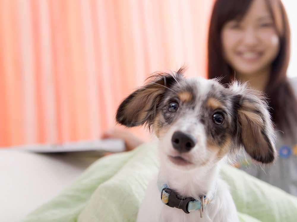 大切なペットに必要なケアがわかる！犬猫ストレスケアの専門講座！