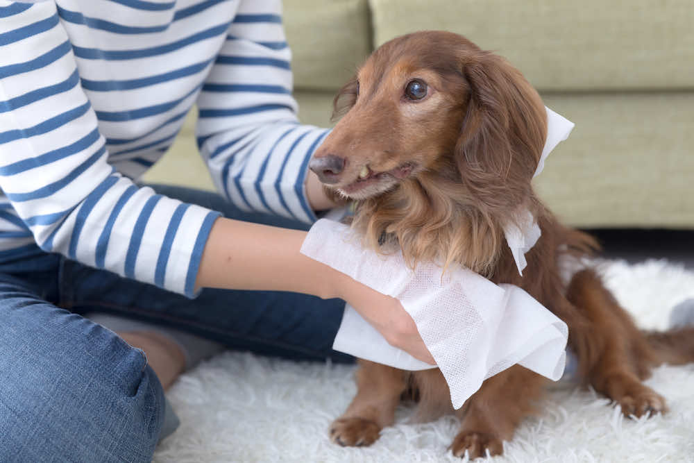 動物介護に関する資格を取る方法は？