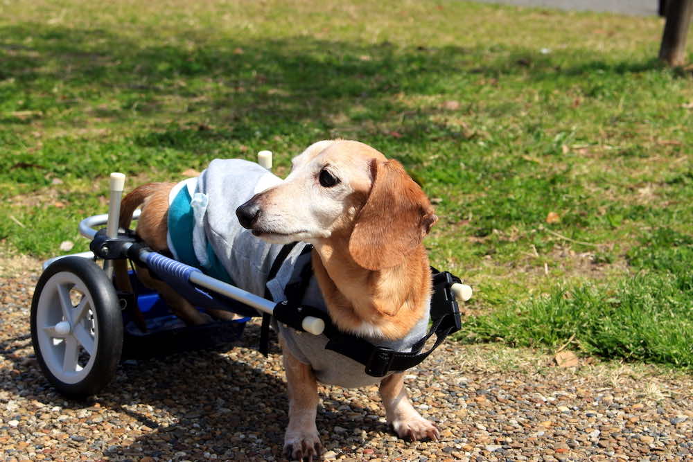 動物介護に関する資格の種類